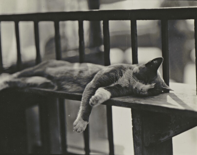 Sleeping Cat