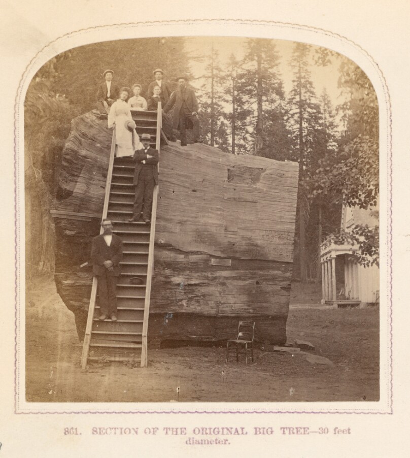 Section of the Original, Big Tree