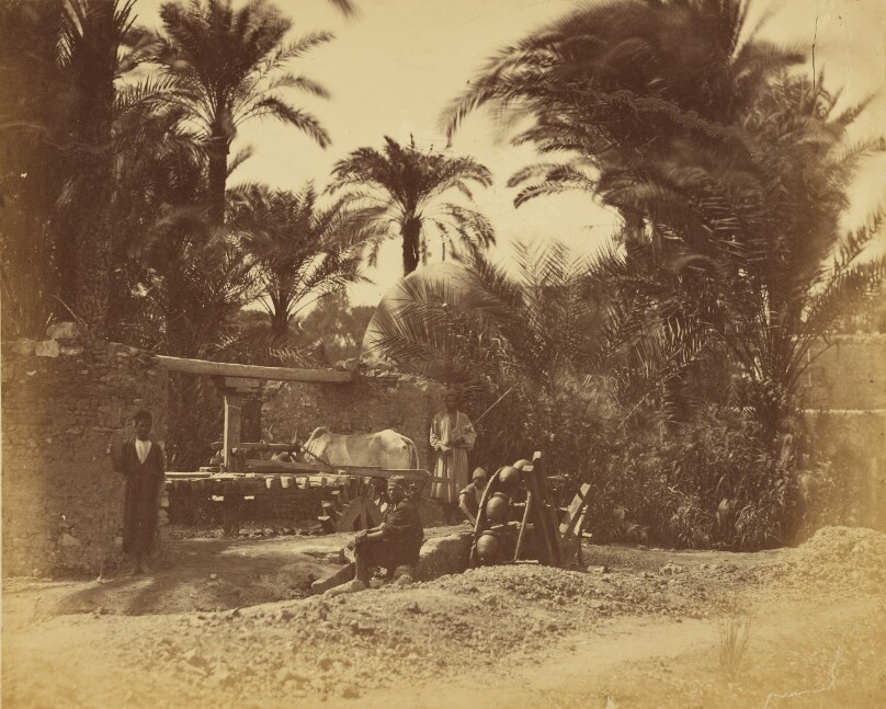 Moria Egyptienne.