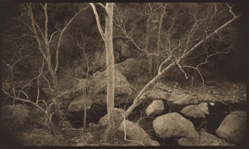 Sycamores, Fish Creek, Arizona