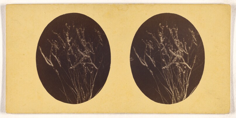 [Microscopic bacteria or flora]