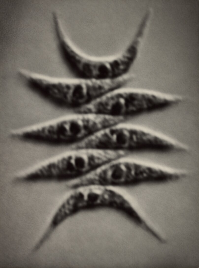 Urbild des Kollektivs. Lebensgemeinschaft von 8 Algen