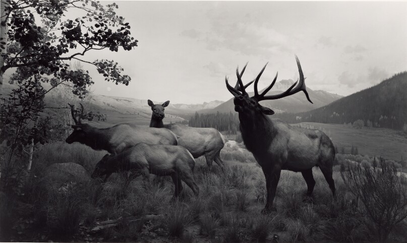 Wapiti