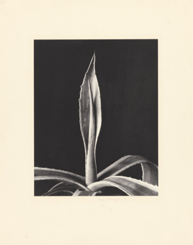 Imogen Cunningham