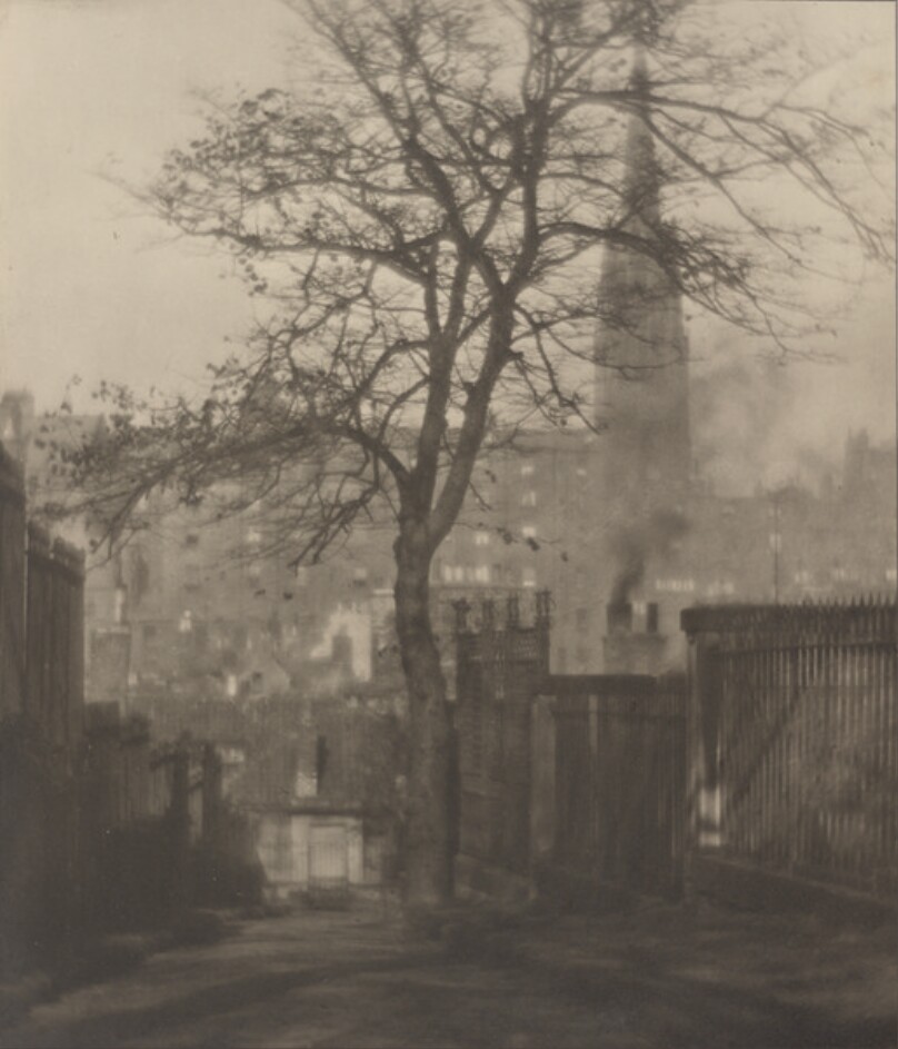 [A Tree in Greyfriars Churchyard, Edinburgh]