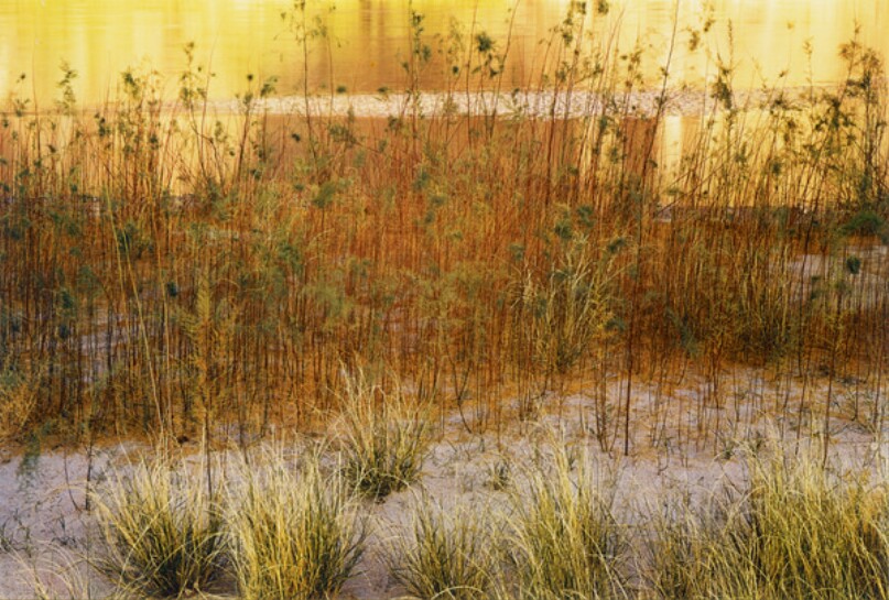 Grass and Tamarisk, Music Temple Bar, Glen Canyon, Utah