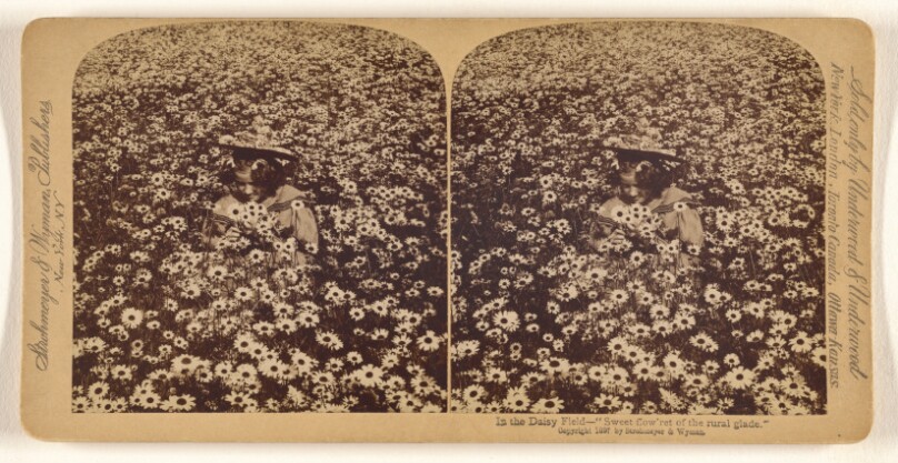 In the Daisy Field - "Sweet flow'ret of the rural glade."