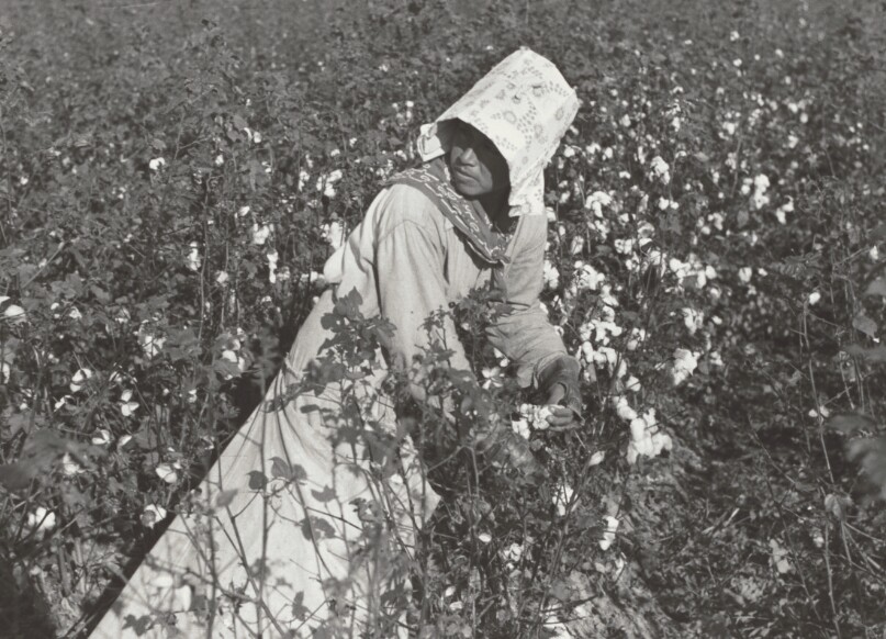 Mexican Woman Picking Cotton, Seasonal Labor, Transient, Louisiana