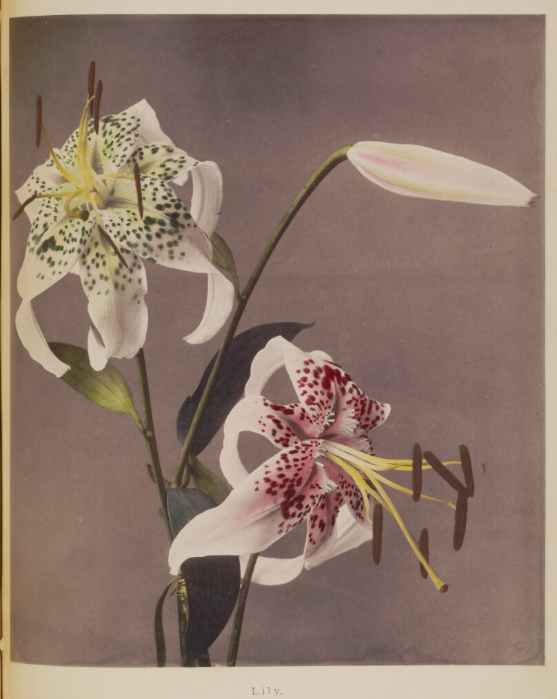 Lily