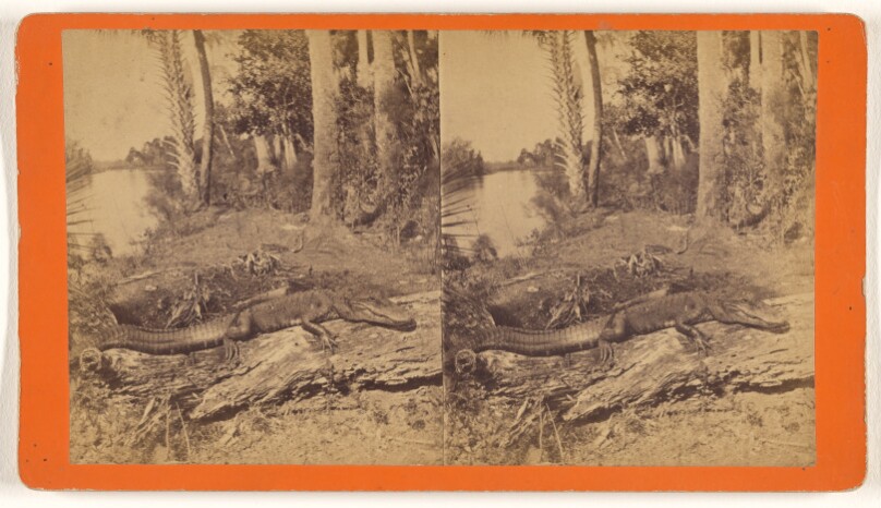 [Alligator.]