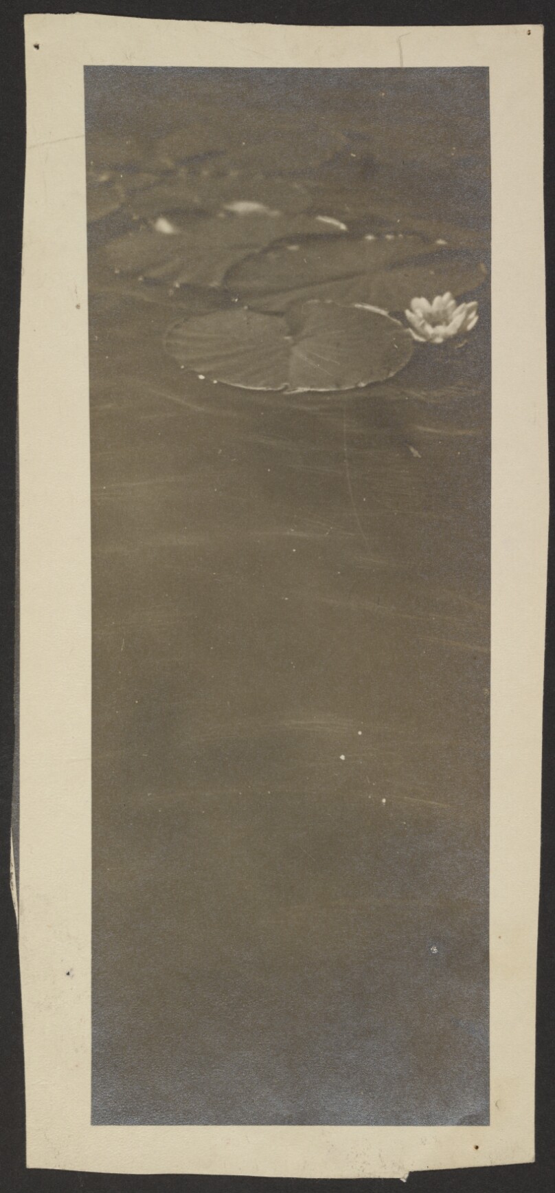 [Lily pads on pond]