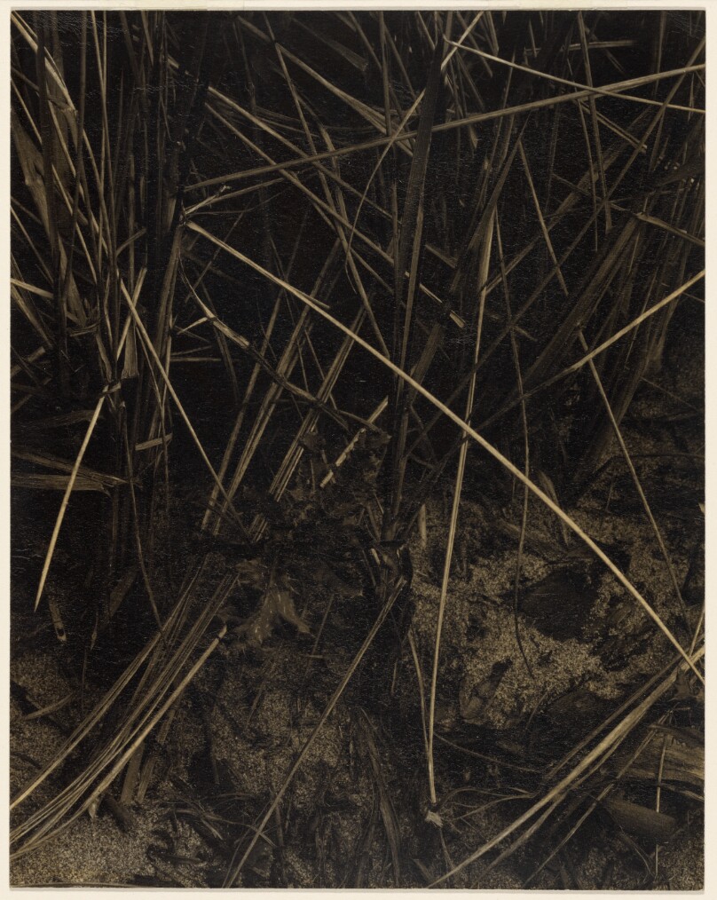 Beach Grass, Maine