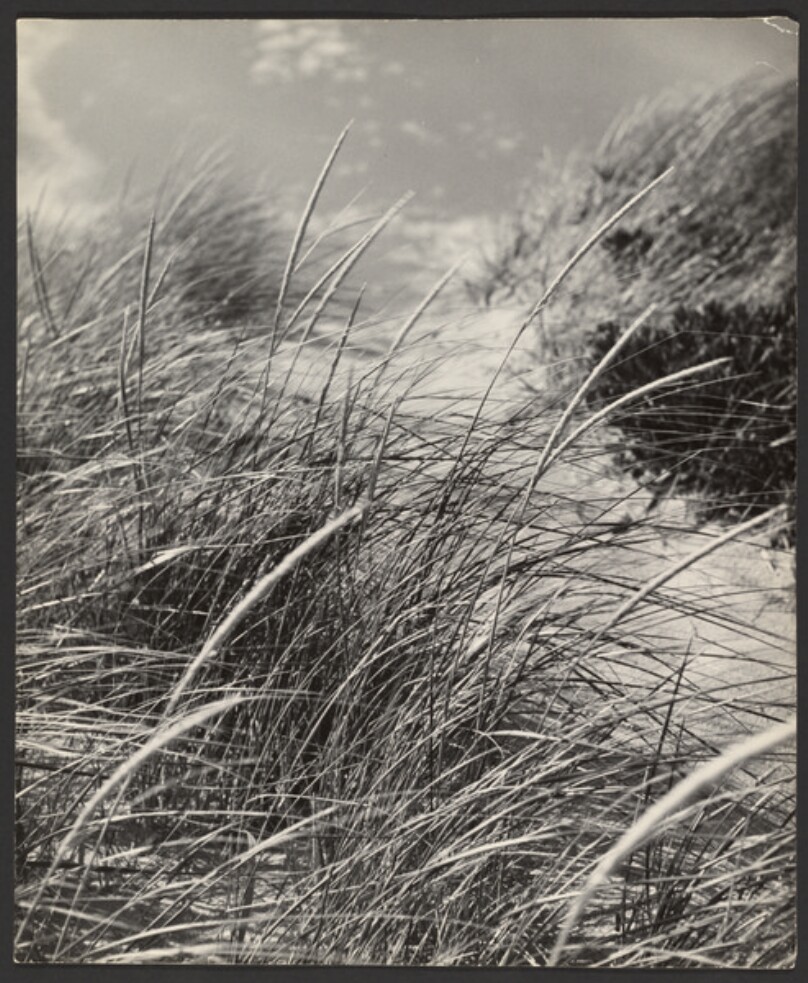 [Grass]