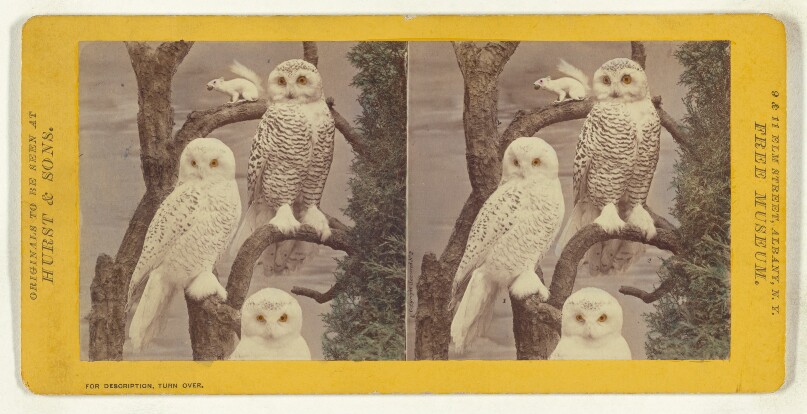 Class II, Order I, Accipitres. Family Strigidae. The Snowy Owl...