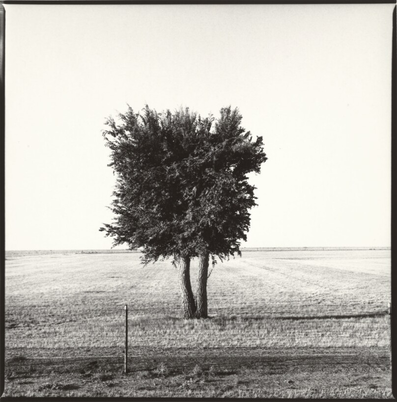 Tree in Cemetery near Springfield, Colorado