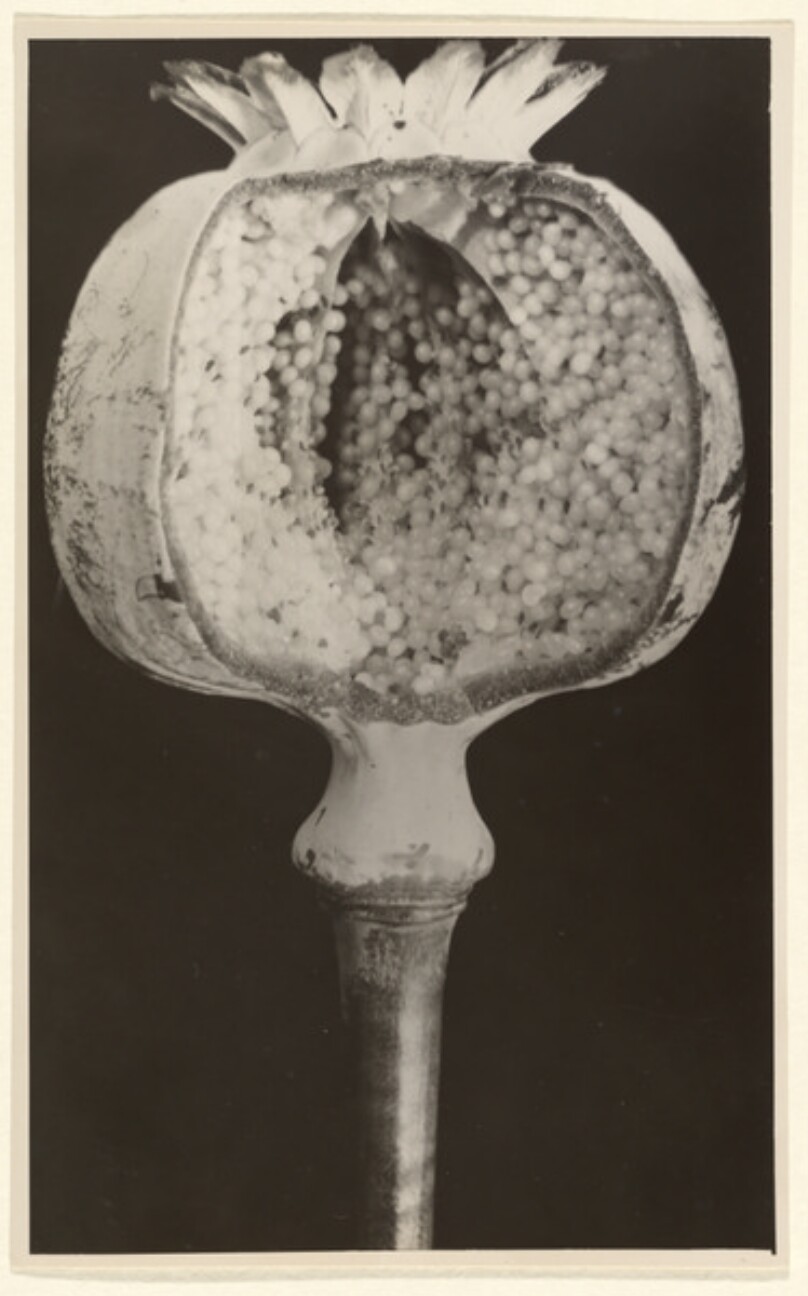 Papaver somnifer(um), Gartenmohn, volle angebrochene Kapsel
