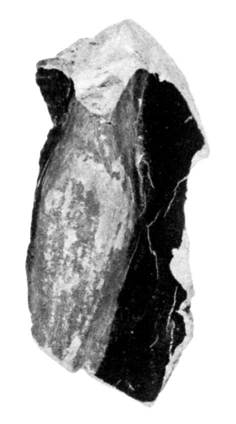 Attic Red-Figure Statuette Kantharos Fragment