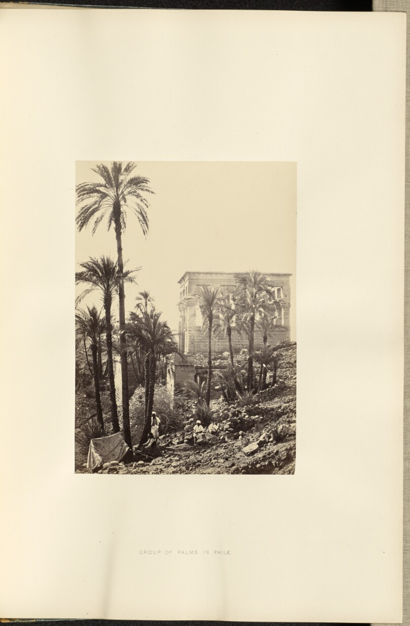 Group of Palms in Philae