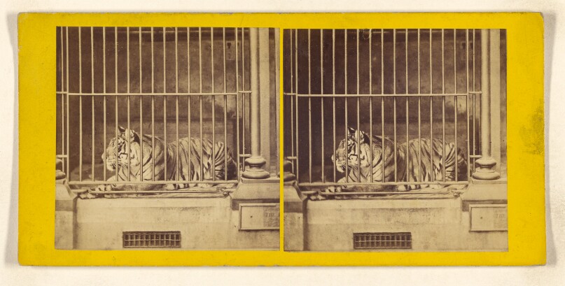 The Tiger. (Felis Tigris.)