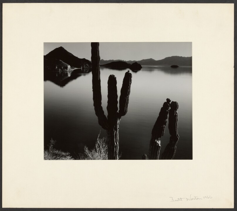 Cacti and Bay