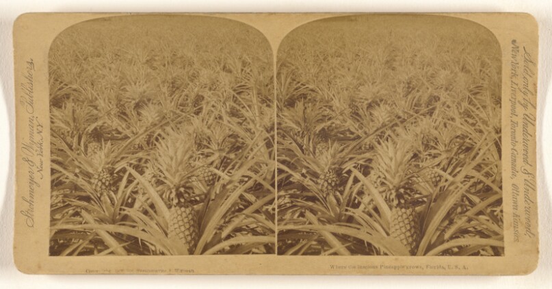 Where the luscious Pineapple grows, Florida, U.S.A./A Pine Apple Plantation, Florida, U.S.A.