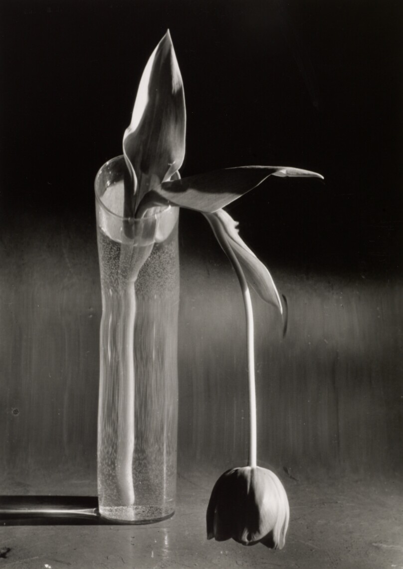 Melancholic Tulip, New York