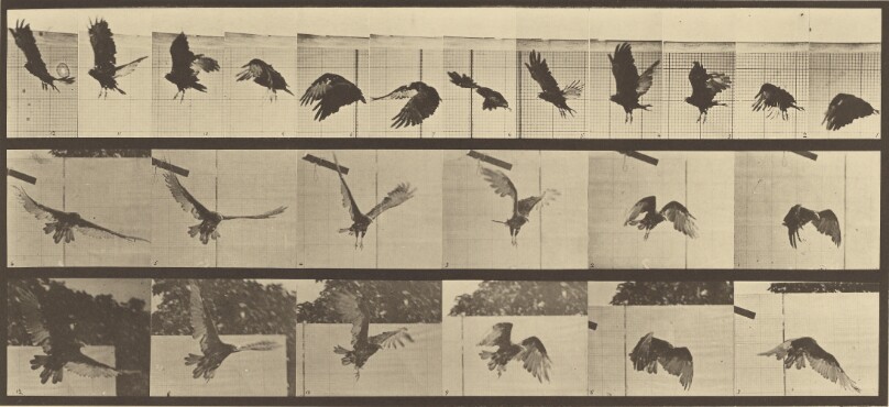 Animal Locomotion
