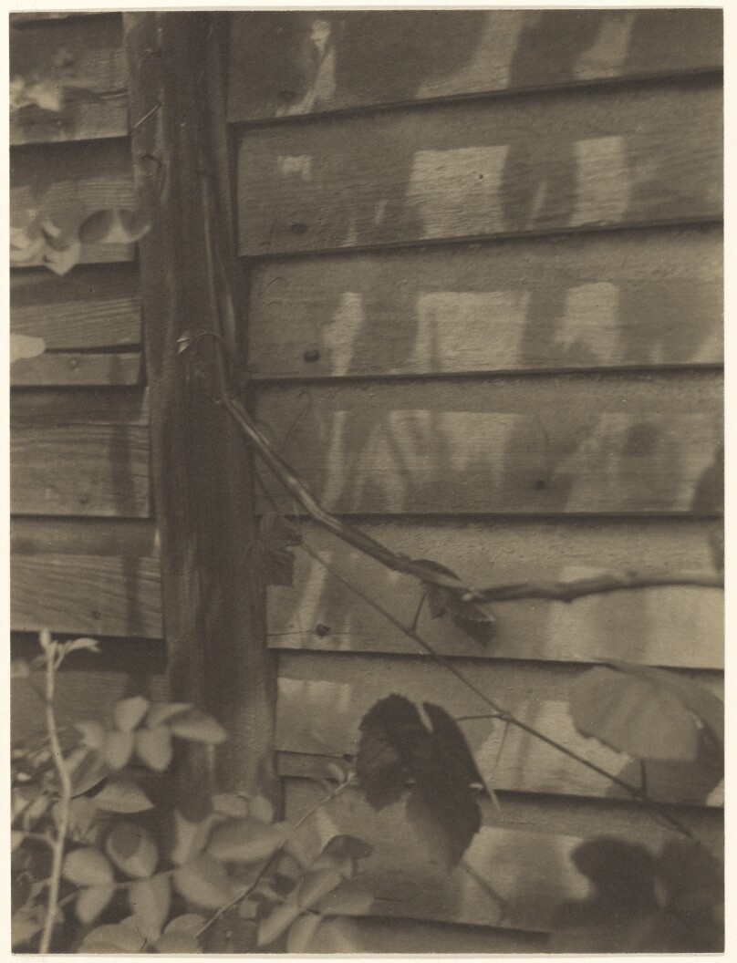 Still Life with Vines and Shadows, Possibly Georgetown Island, Maine