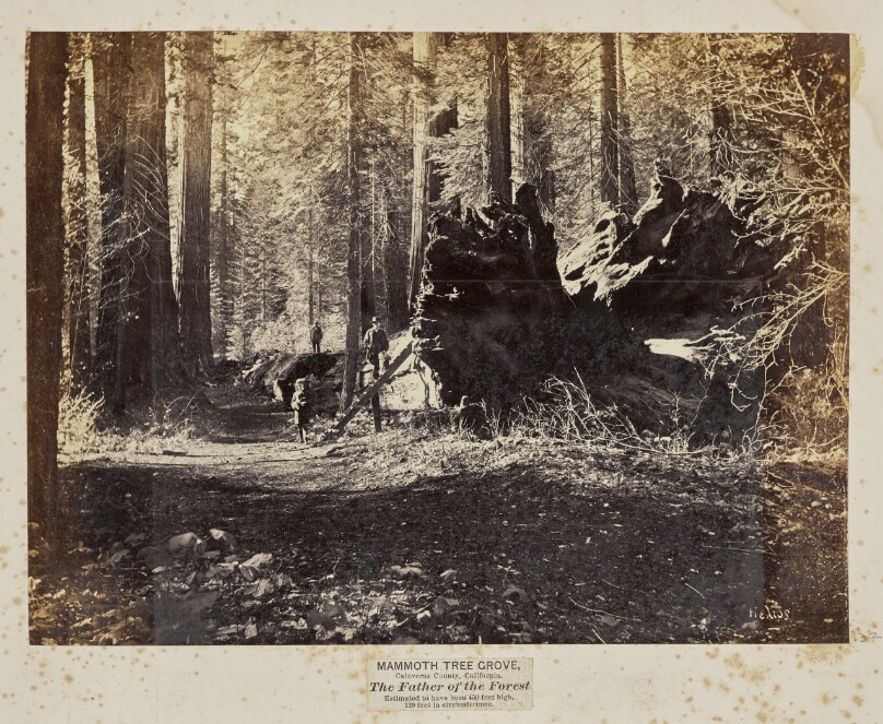 Mammoth Tree Grove, Calaveras County, California. The Father of the Forest. Estimated to Have Been 450 Feet High, 120 Feet in Circumference