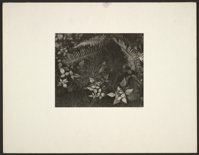 [Leaves, Mills College, Oakland, California]