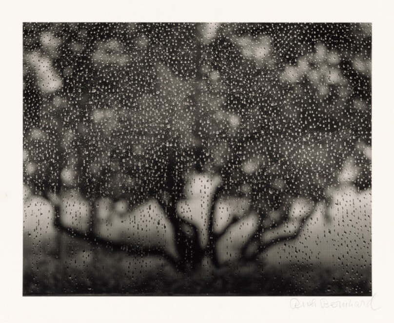 Apple Tree
