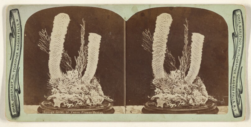 Sponge Coral, or Venus Flower Basket