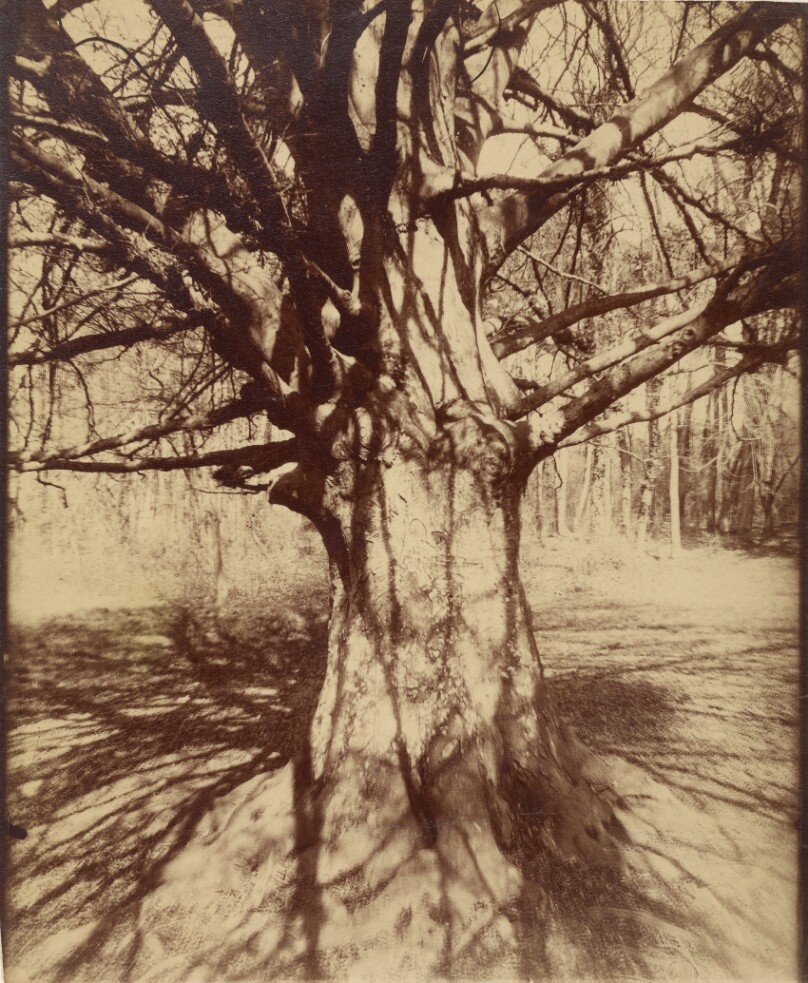 Arbre (Garche) Hêtre