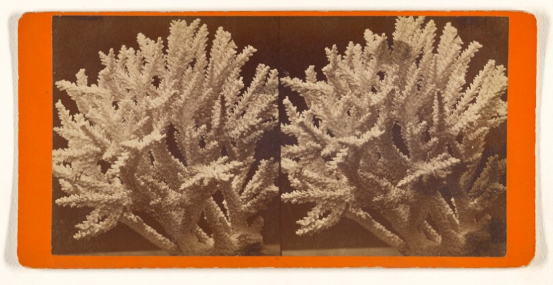 Coral.