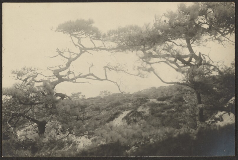 [Landscape with Gnarled Trees]