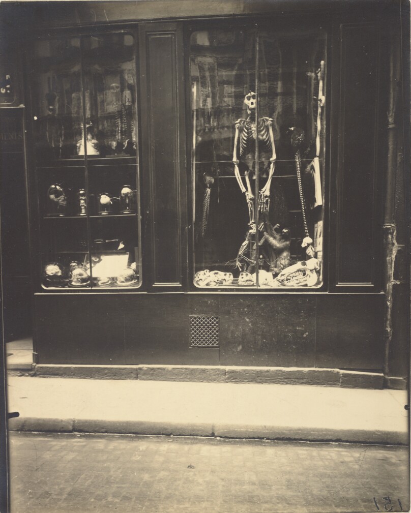 Naturaliste, rue de l'école de médecine
