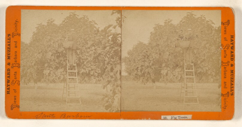 Fig Trees. [Santa Barbara, California]