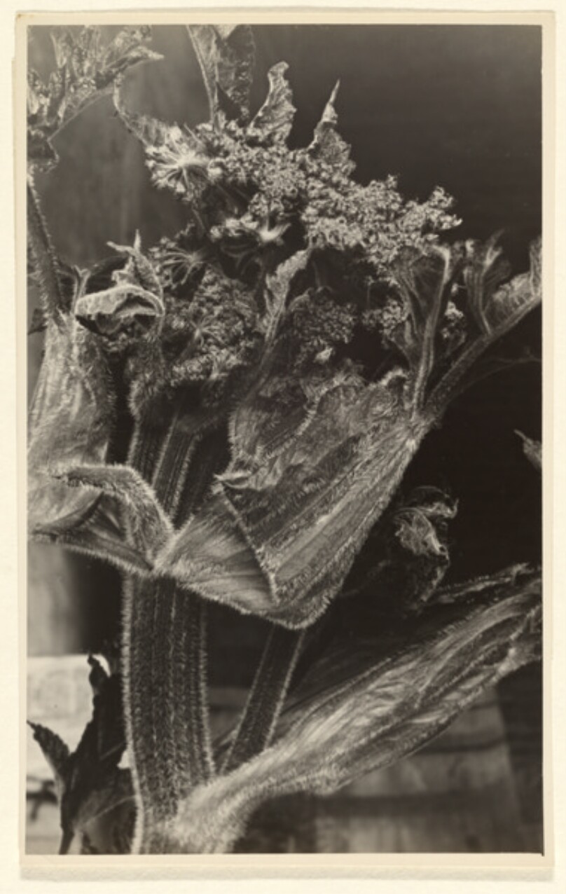 Heracleum spondylium, Barenklau