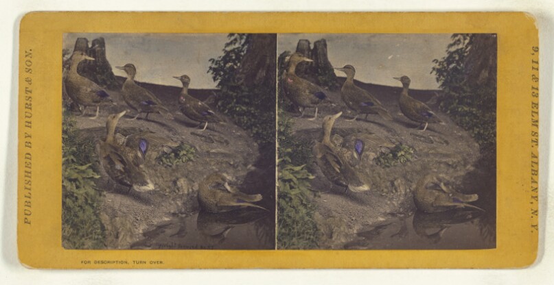 Class II, Order VI, Natatores. Family Anatidae. Black Duck...