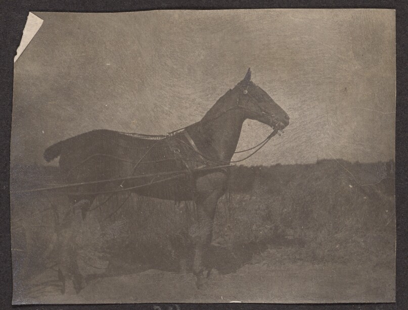 [Horse in a carriage harness]