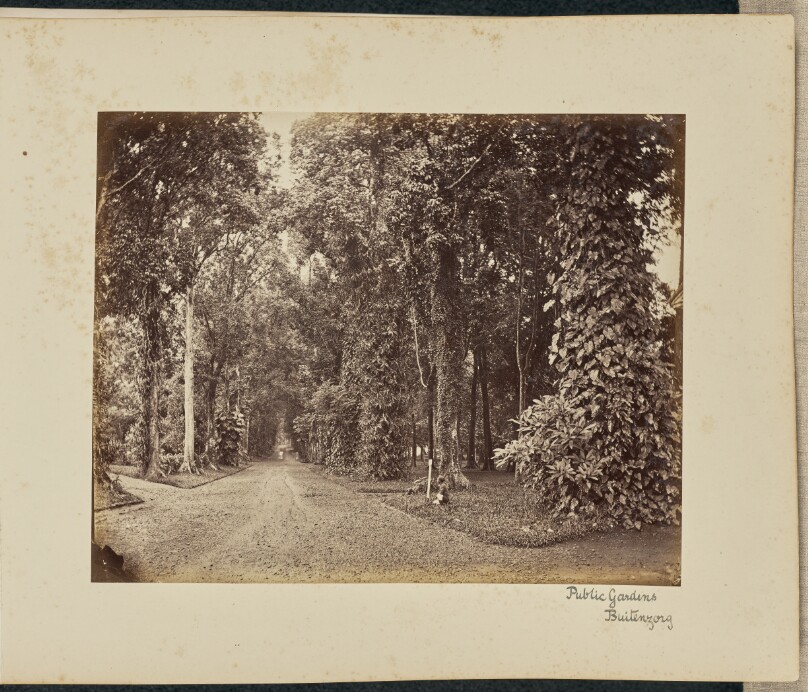 Public Gardens. Buitenzorg