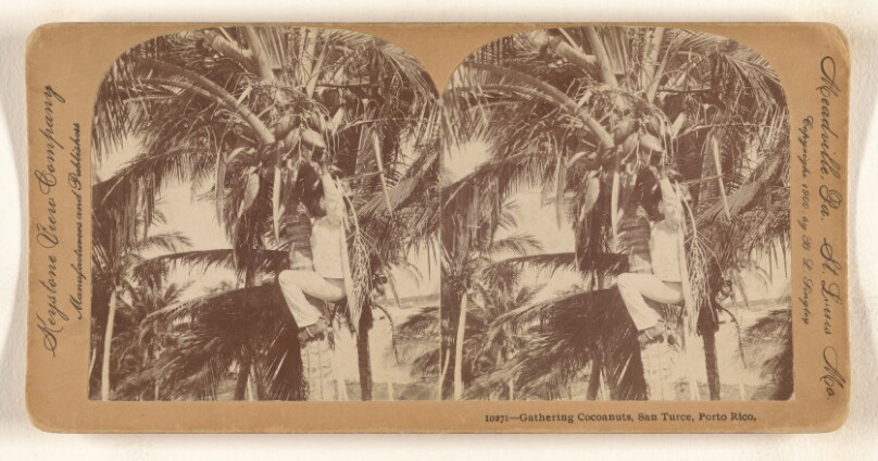 Gathering Cocoanuts, San Turce, Porto Rico.
