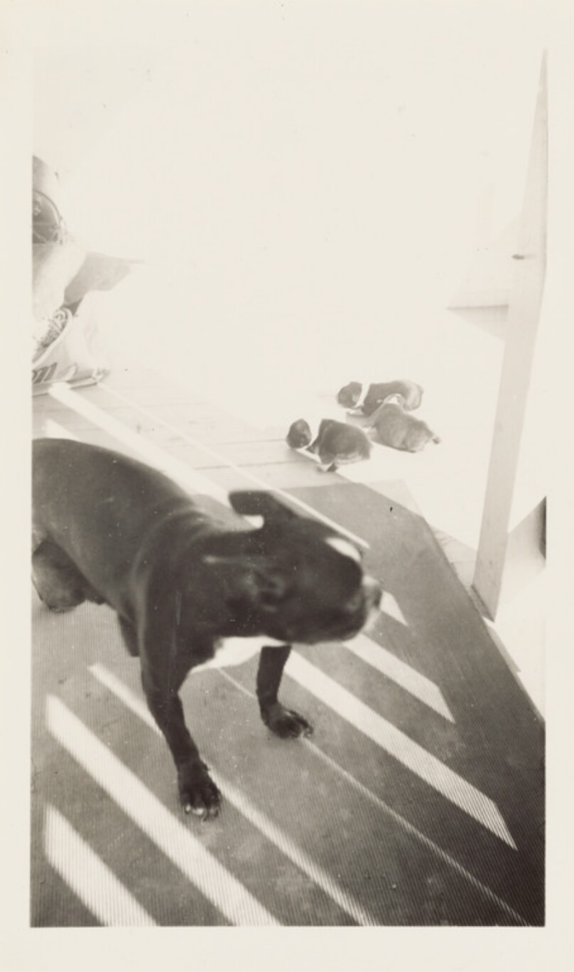 [Boston terrier and her three puppies]