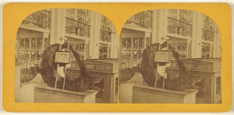 View of the Interior of the Smithsonian Institution.