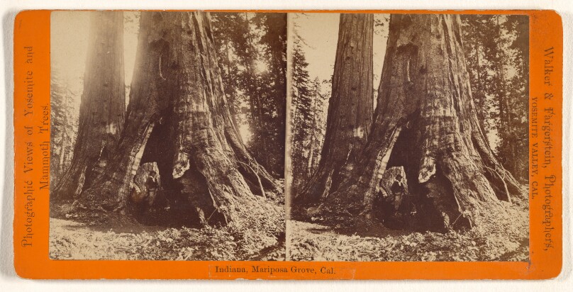 Indiana, Mariposa Grove, Cal.