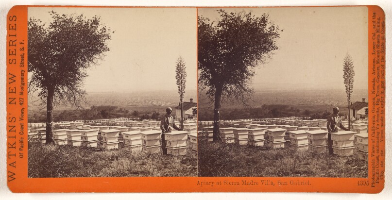 Apiary at Sierra Madre Villa, San Gabriel