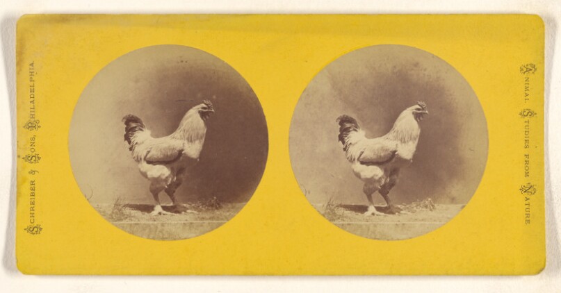 [Chicken]