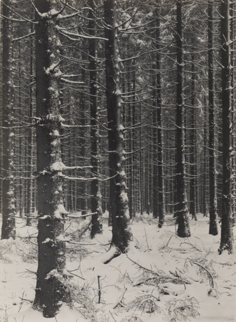 Fichtenforst im Winter, Sauerland