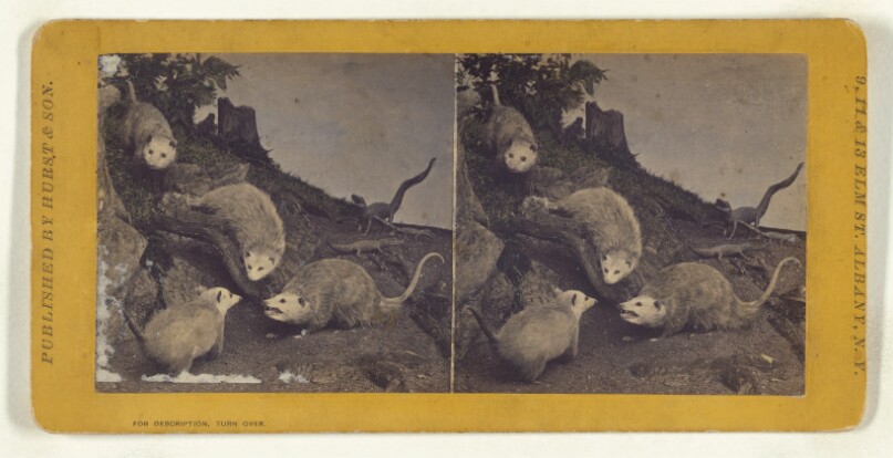 Class I, Order II, Marsupiata. Family Didelphidae. American Opossum...