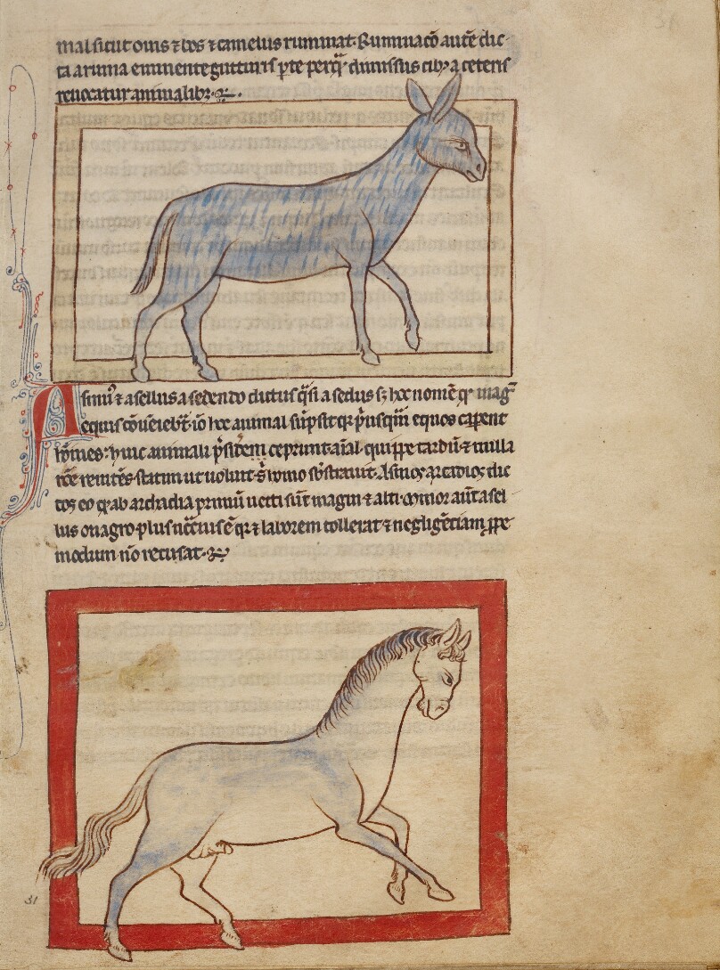 A Donkey; A Horse